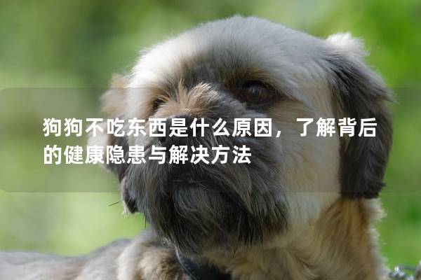狗狗不吃东西是什么原因，了解背后的健康隐患与解决方法