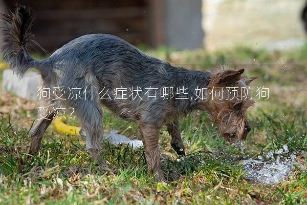 狗受凉什么症状有哪些,如何预防狗受凉？