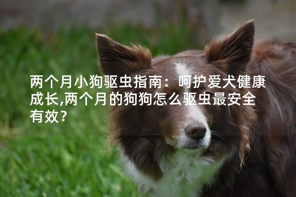 两个月小狗驱虫指南：呵护爱犬健康成长,两个月的狗狗怎么驱虫最安全有效？
