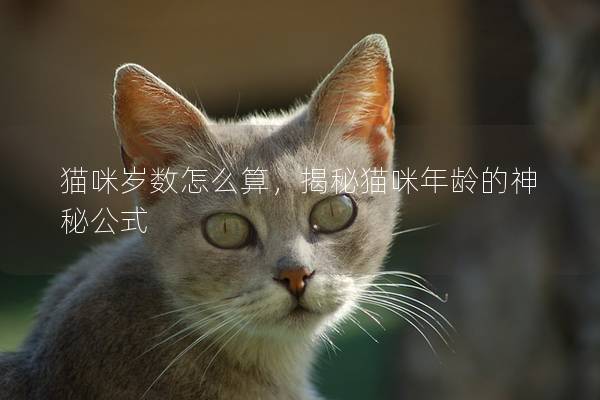 猫咪岁数怎么算，揭秘猫咪年龄的神秘公式