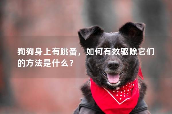 狗狗身上有跳蚤，如何有效驱除它们的方法是什么？