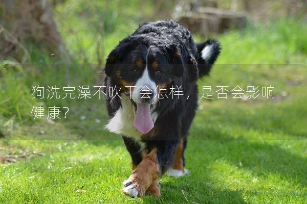 狗洗完澡不吹干会怎样，是否会影响健康？