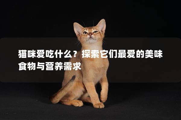 猫咪爱吃什么？探索它们最爱的美味食物与营养需求
