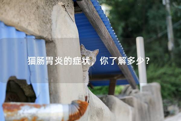 猫肠胃炎的症状，你了解多少？