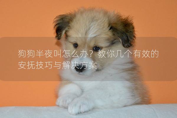 狗狗半夜叫怎么办？教你几个有效的安抚技巧与解决方案