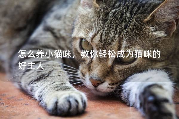 怎么养小猫咪，教你轻松成为猫咪的好主人