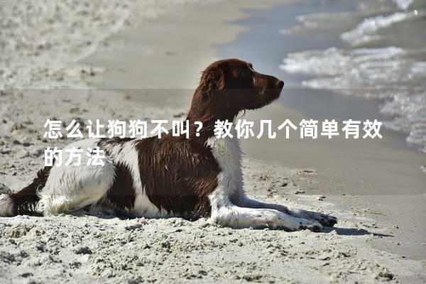 怎么让狗狗不叫？教你几个简单有效的方法