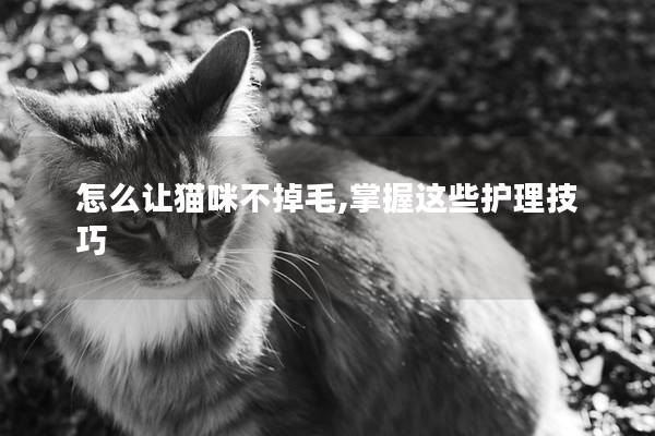 怎么让猫咪不掉毛,掌握这些护理技巧