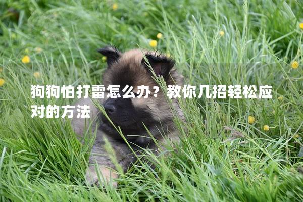 狗狗怕打雷怎么办？教你几招轻松应对的方法