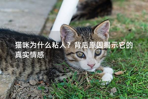 猫咪为什么粘人？背后原因揭示它的真实情感