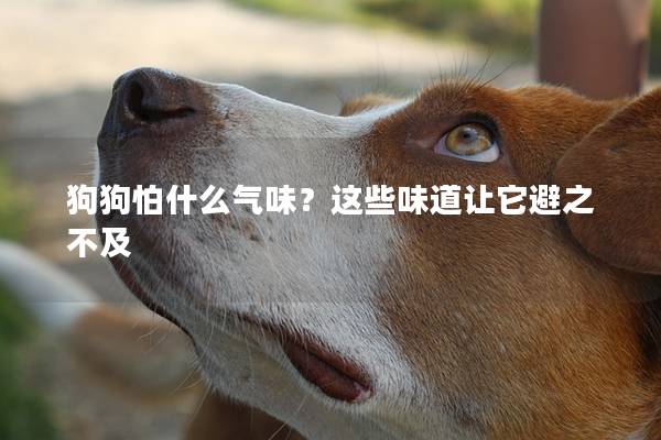 狗狗怕什么气味？这些味道让它避之不及