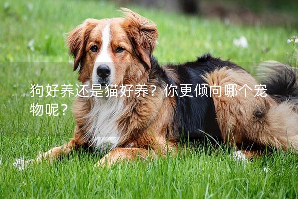 狗好养还是猫好养？你更倾向哪个宠物呢？
