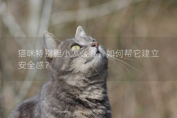 猫咪特别胆小怎么办，如何帮它建立安全感？