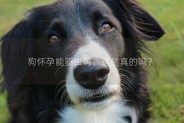狗怀孕能驱虫吗，这是真的吗？