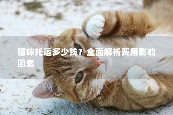 猫咪托运多少钱？全面解析费用影响因素