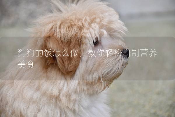 狗狗的饭怎么做，教你轻松自制营养美食