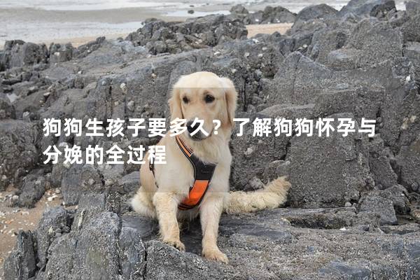 狗狗生孩子要多久？了解狗狗怀孕与分娩的全过程
