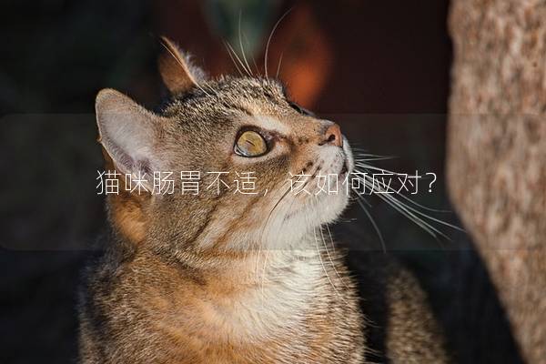 猫咪肠胃不适，该如何应对？