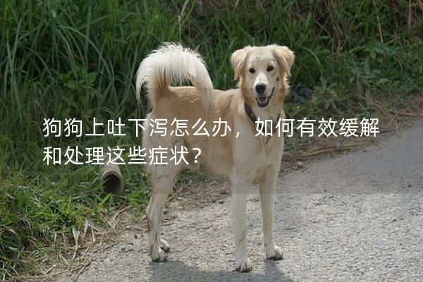 狗狗上吐下泻怎么办，如何有效缓解和处理这些症状？
