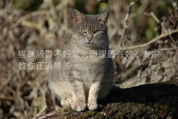 猫咪肠胃不好怎么调理最有效？专家教你正确喂养