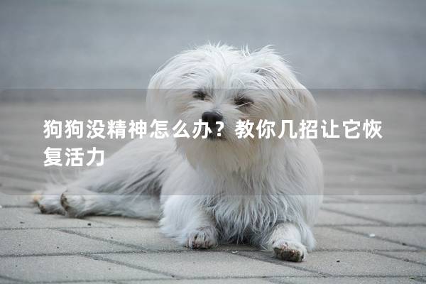 狗狗没精神怎么办？教你几招让它恢复活力