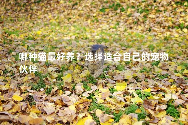 哪种猫最好养？选择适合自己的宠物伙伴