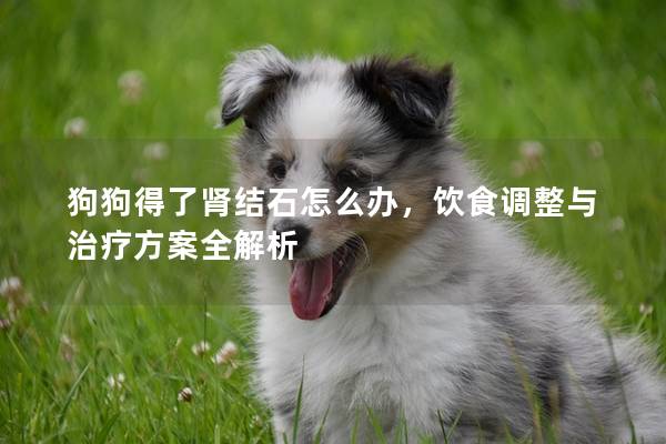 狗狗得了肾结石怎么办，饮食调整与治疗方案全解析