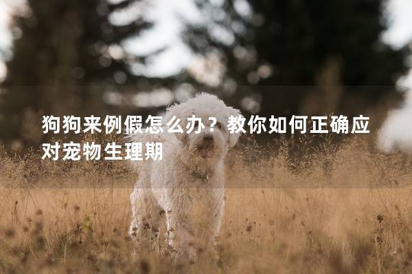 狗狗来例假怎么办？教你如何正确应对宠物生理期