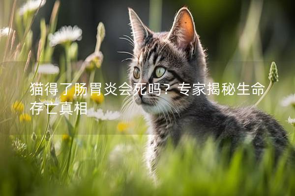 猫得了肠胃炎会死吗？专家揭秘生命存亡真相