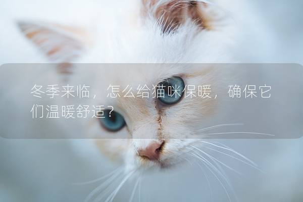 冬季来临，怎么给猫咪保暖，确保它们温暖舒适？