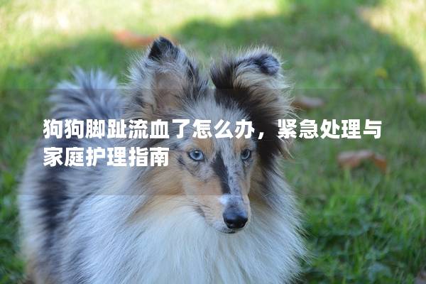 狗狗脚趾流血了怎么办，紧急处理与家庭护理指南