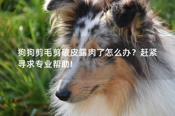 狗狗剪毛剪破皮露肉了怎么办？赶紧寻求专业帮助!