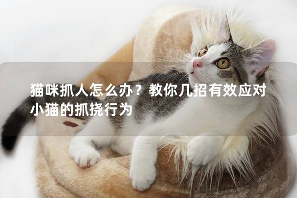 猫咪抓人怎么办？教你几招有效应对小猫的抓挠行为