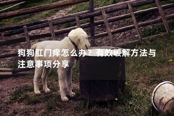 狗狗肛门痒怎么办？有效缓解方法与注意事项分享