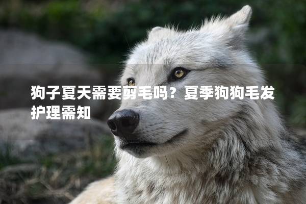 狗子夏天需要剪毛吗？夏季狗狗毛发护理需知