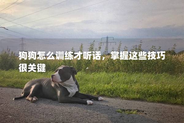 狗狗怎么训练才听话，掌握这些技巧很关键