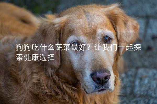 狗狗吃什么蔬菜最好？让我们一起探索健康选择
