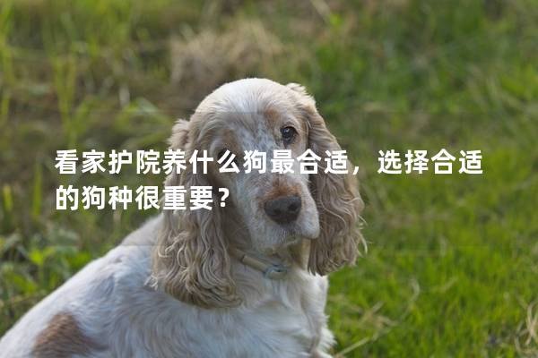 看家护院养什么狗最合适，选择合适的狗种很重要？