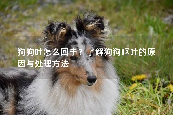 狗狗吐怎么回事？了解狗狗呕吐的原因与处理方法