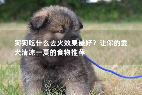 狗狗吃什么去火效果最好？让你的爱犬清凉一夏的食物推荐
