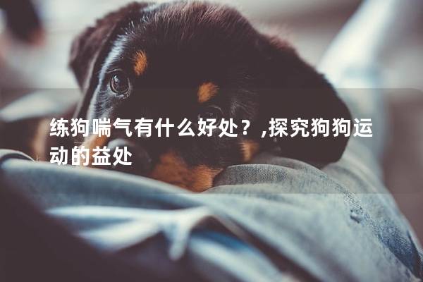 练狗喘气有什么好处？,探究狗狗运动的益处