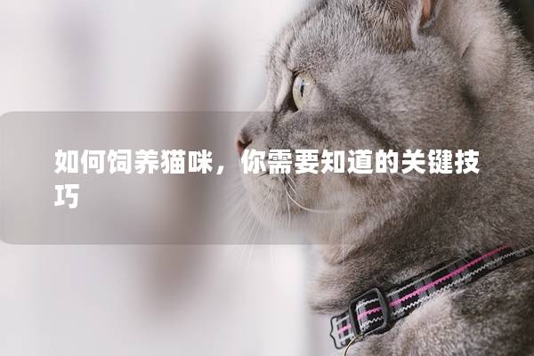 如何饲养猫咪，你需要知道的关键技巧