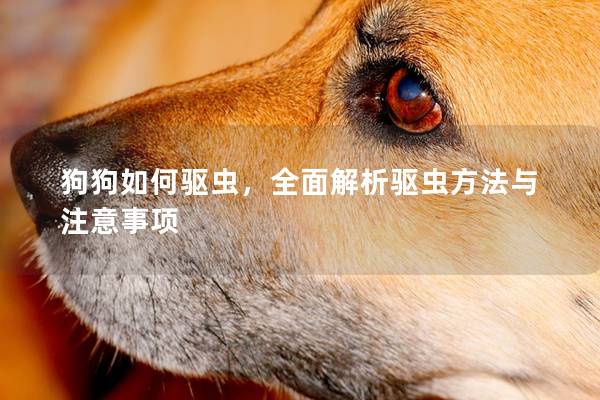 狗狗如何驱虫，全面解析驱虫方法与注意事项