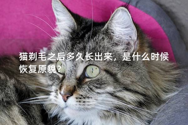 猫剃毛之后多久长出来，是什么时候恢复原貌？