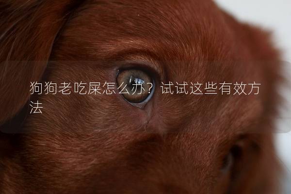 狗狗老吃屎怎么办？试试这些有效方法