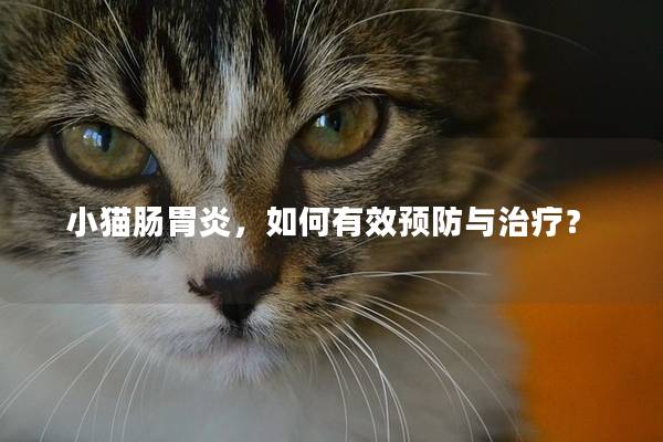 小猫肠胃炎，如何有效预防与治疗？