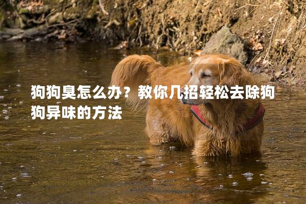 狗狗臭怎么办？教你几招轻松去除狗狗异味的方法