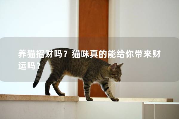 养猫招财吗？猫咪真的能给你带来财运吗？