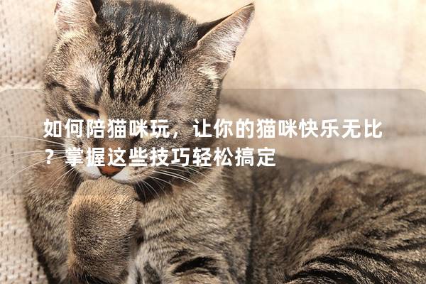 如何陪猫咪玩，让你的猫咪快乐无比？掌握这些技巧轻松搞定