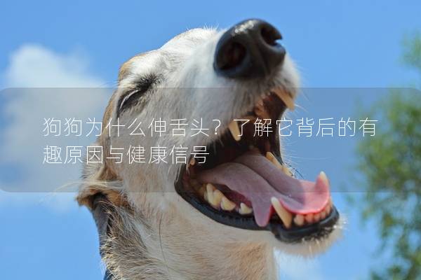 狗狗为什么伸舌头？了解它背后的有趣原因与健康信号